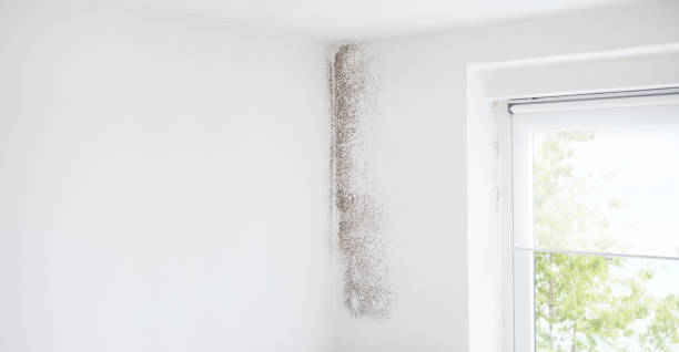 Best Biohazard Mold Removal  in Thorndale, TX