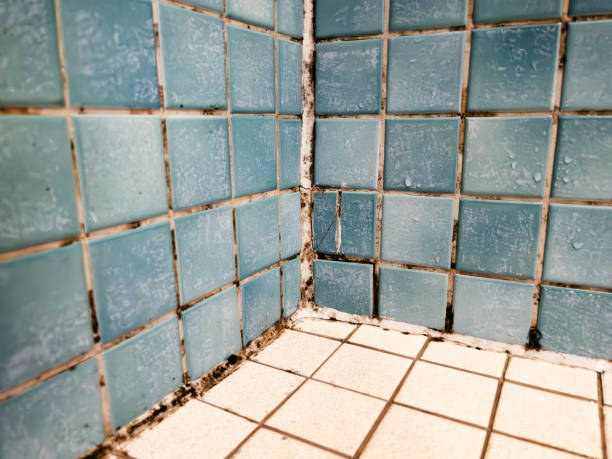 Best Residential Mold Inspection & Testing  in Thorndale, TX